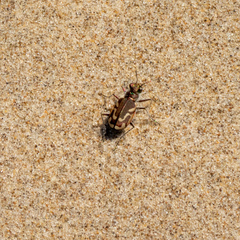 Cicindela bellissima
