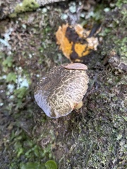 Amoenoboletus mcrobbii