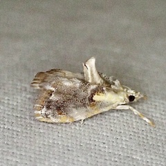 Glaphyria basiflavalis