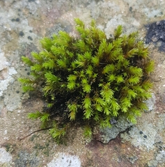 Racomitrium aciculare