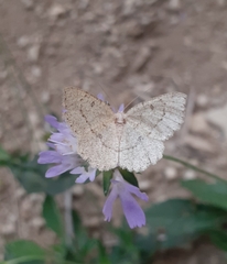 Gnophini