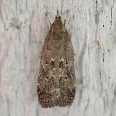 Helcystogramma melantherella
