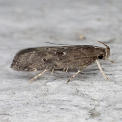 Helcystogramma melantherella