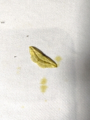 Arcobara tergeminaria