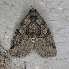 Pseudeustrotia indeterminata