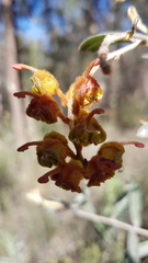 Grevillea floribunda