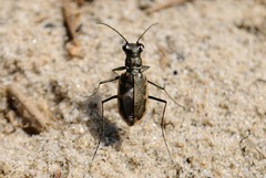 Ellipsoptera marginata