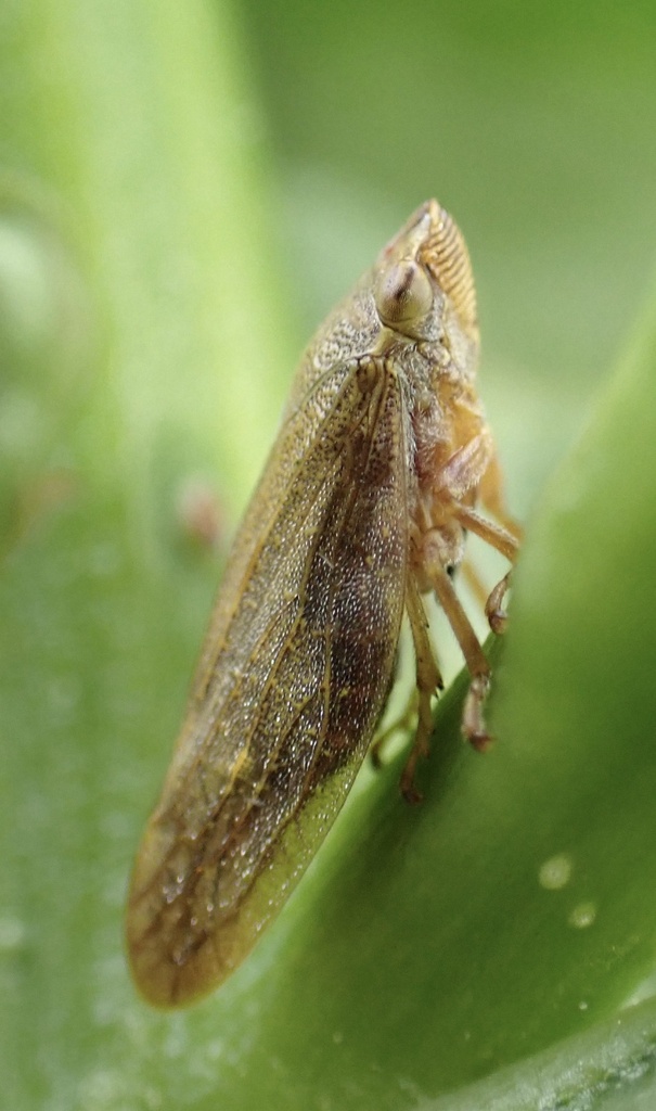 Omalophora pectoralis