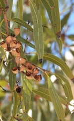 Corymbia aparrerinja