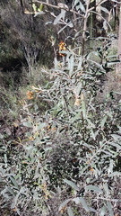 Grevillea floribunda