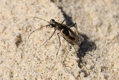 Ellipsoptera marginata