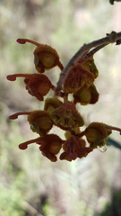 Grevillea floribunda