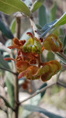 Grevillea floribunda