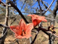 Brachychiton viscidulus