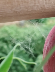 Neottiura bimaculata