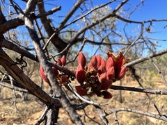 Brachychiton viscidulus