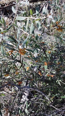 Grevillea floribunda