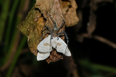 Problepsis vulgaris
