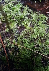 Hyocomium armoricum