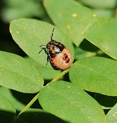 Piezodorus lituratus
