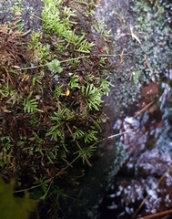Hyocomium armoricum
