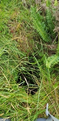 Hyocomium armoricum