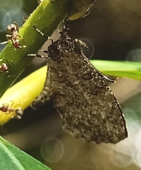 Logania marmorata damis