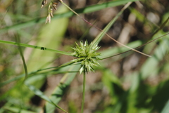 Cyperus lupulinus macilentus