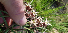 Asclepias stellifera