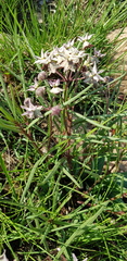 Asclepias stellifera