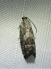 Ofatulena duodecemstriata