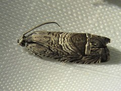 Ofatulena duodecemstriata