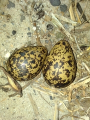 Vanellus armatus