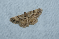 Psilalcis galsworthyi