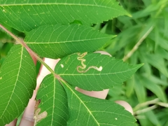 Stigmella intermedia