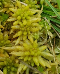 Sphagnum palustre