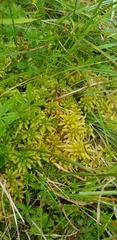 Sphagnum palustre