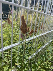 Spiraea × billardii