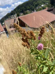 Spiraea × billardii