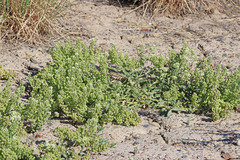 Lepidium appelianum