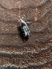 Pseudochelaria walsinghami