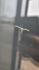 Emmelina monodactyla