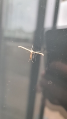 Emmelina monodactyla