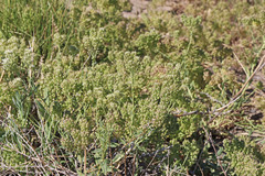 Lepidium appelianum