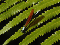 Mnais andersoni