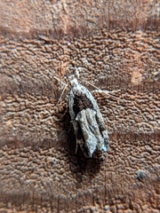 Pseudochelaria walsinghami