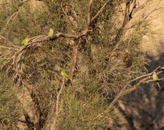 Myiopsitta monachus luchsi