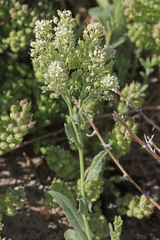 Lepidium appelianum