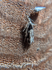 Pseudochelaria walsinghami