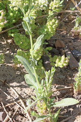 Lepidium appelianum